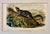 American Large-Tailed Ground Squirrel Lithograph – Original Audubon 1st Edition Print, 1842 For Sale - Image 3 of 5