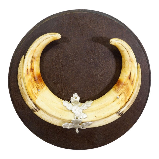 Vintage Wild Boar Teeth Trophy on Wooden Plaque, Germany For Sale