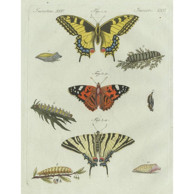 Bertuch, Swallowtail and Painted Lady Butterflies, 1800, Engraving For Sale - Image 6 of 10