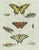 Bertuch, Swallowtail and Painted Lady Butterflies, 1800, Engraving For Sale - Image 6 of 10