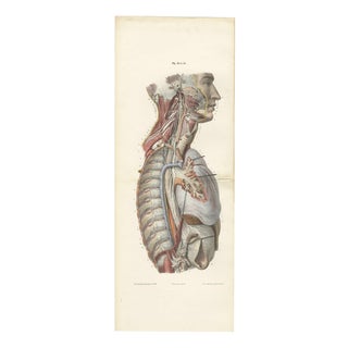 Hirschfeld and Leveille, Sympathetic Chain and Vagus in the Thorax, 1866, Paper For Sale