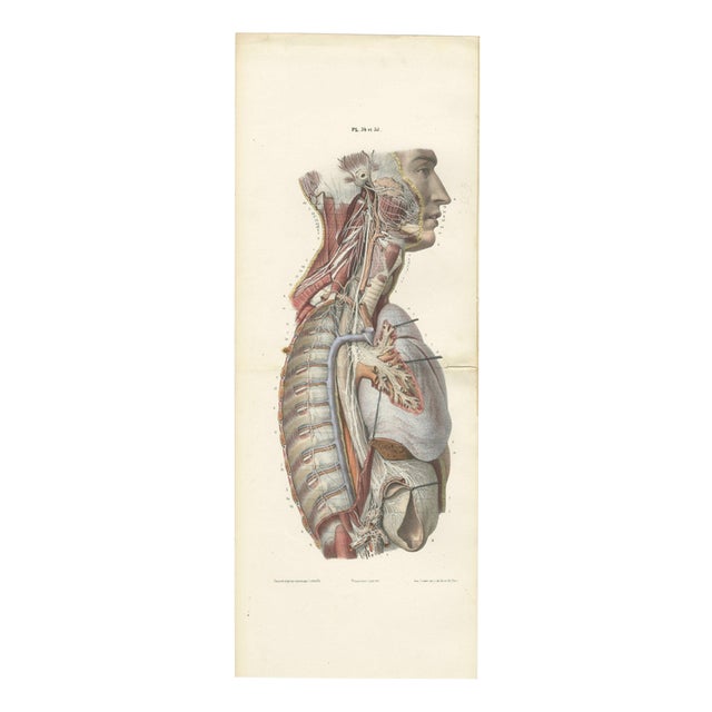 Hirschfeld and Leveille, Sympathetic Chain and Vagus in the Thorax, 1866, Paper For Sale