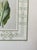 2020s Original Botanical Custom Framed with Hand-painted Matte ft. Calla Lily For Sale - Image 5 of 5