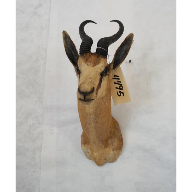 Springbuck Taxidermy Mount Bust Head ~12" horn Would look beautiful on its own above a fireplace or would make a great...