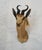Springbuck Taxidermy Mount Bust Head ~12" horn Would look beautiful on its own above a fireplace or would make a great...