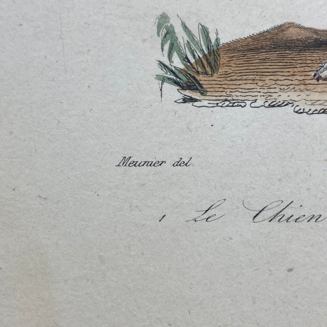 Paper French Antique 18th Century "Le Chien Couchant" Dog Engraving Hand Colored Signed Artwork For Sale - Image 7 of 9