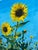 A joyful sunflower field comes to life in this 11x14" acrylic painting on wood panel. Bold yellow blooms rise against a...