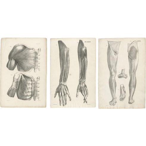 Jules Cloquet, French Anatomical, 1821, Lithograph, Set of 3 For Sale - Image 10 of 10