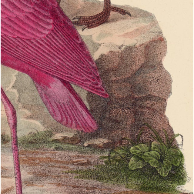 American White and Rose Spoonbills Giclee Print 20 X 30 Inches For Sale - Image 3 of 4