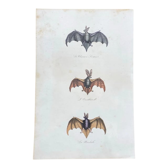 French Antique 18th Century "La Chauve" Bat Engraving Hand Colored Artwork For Sale