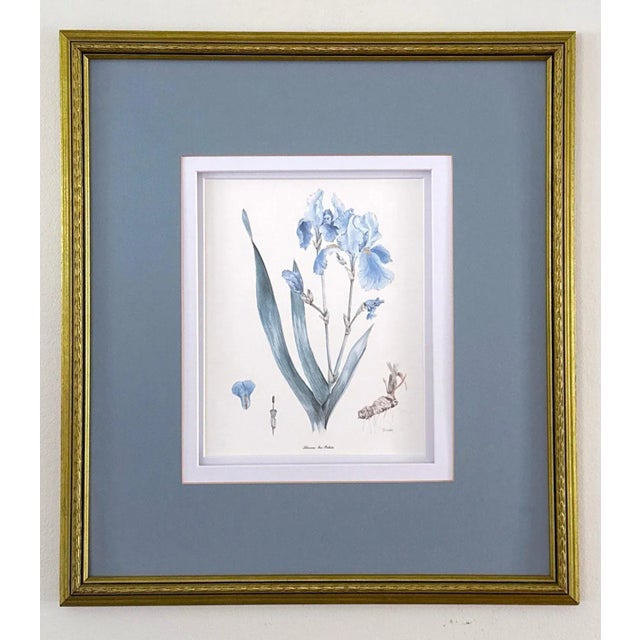English Vintage Botanical Print For Sale - Image 3 of 14