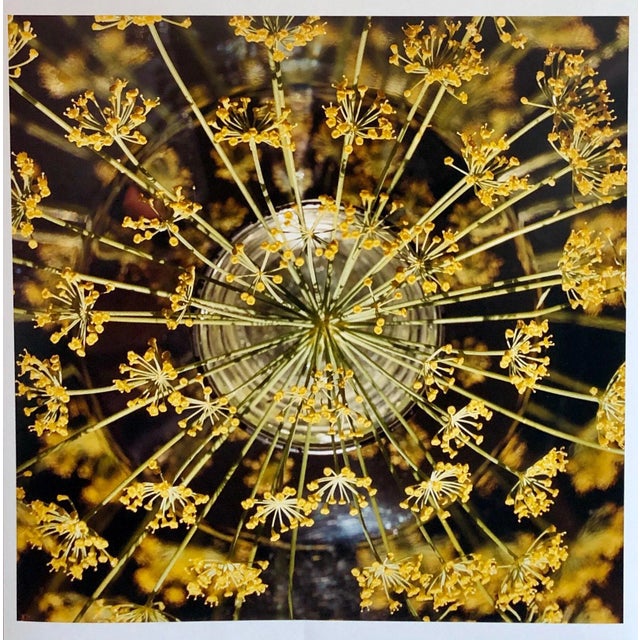 Peter C. Jones 1, Fresh Dill Large Format Photo 24X20 Color Photograph Beach House RI, 2004 For Sale In Miami - Image 6 of 6