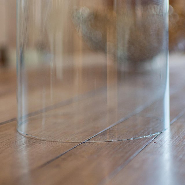 Transparent 1900 Antique Taxidermy Specimen Dome For Sale - Image 8 of 10