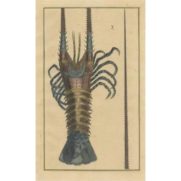 Lobster, 1726, Paper For Sale