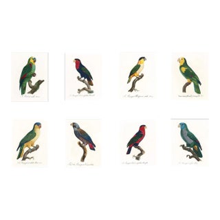 Reproduction Antique 1805 Antique French Parrot Prints - Set of 8 For Sale