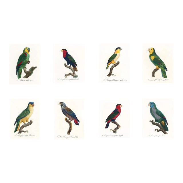 Reproduction Antique 1805 Antique French Parrot Prints - Set of 8 For Sale