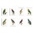 Reproduction Antique 1805 Antique French Parrot Prints - Set of 8 For Sale