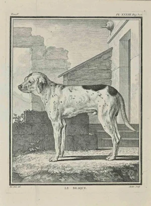 Jean Moitte, Le Braque, Etching, 1771