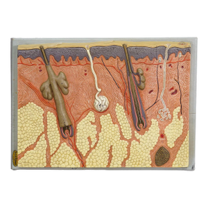 Teaching Aid Showpiece - Structure of the Human Skin, Resin on Wood 1950s