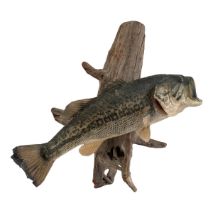 Largemouth Bass Taxidermy by Heinemann Taxidermy-American Sporting Folk Art, Mid-20th Century