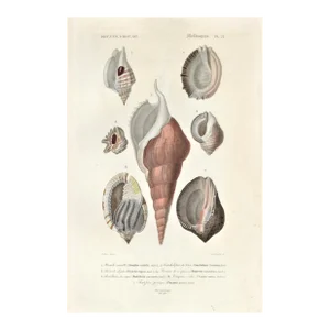 1860s French Hand Colored Antique Seashell Lithograph