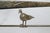 Metal 1940s Giacometti-Style Expressionist Iron Square Coffee Table With Birds, France For Sale - Image 7 of 10