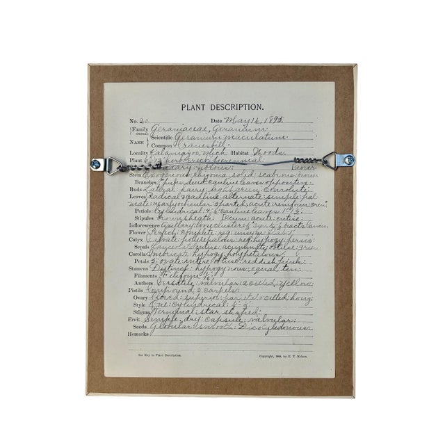 Late 19th Century Framed Herbarium Collection of Botanical Specimens From 1897, Set of 12 For Sale - Image 5 of 18