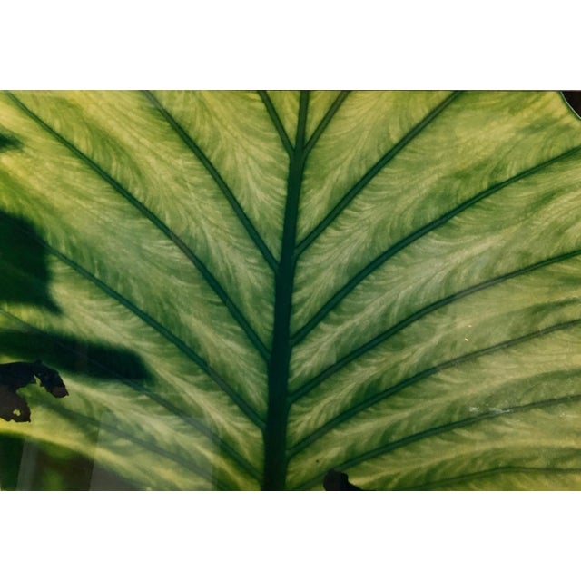 Evelyn Lauder, Luminous Leaf Color Photo C Print Foliage Vintage Plant Photograph Evelyn Lauder, 1999 For Sale In Miami - Image 6 of 10