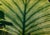 Evelyn Lauder, Luminous Leaf Color Photo C Print Foliage Vintage Plant Photograph Evelyn Lauder, 1999 For Sale In Miami - Image 6 of 10