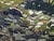 Gordon Mortensen "September, Big Sur" Signed Numbered Woodcut Art '91 California For Sale In Denver - Image 6 of 6