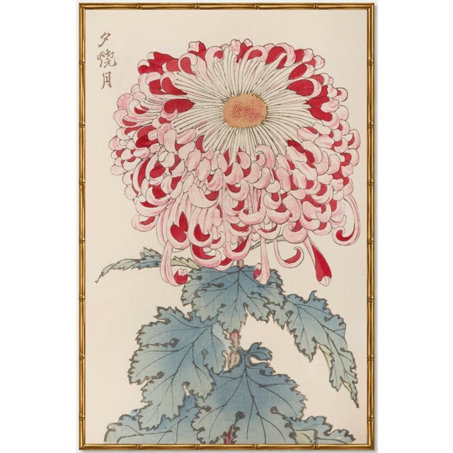 Red & White Chrysanthemum by Hasegawa, Vintage Japanese Botanical Art Print, 8" X 12" For Sale In Buffalo - Image 6 of 8