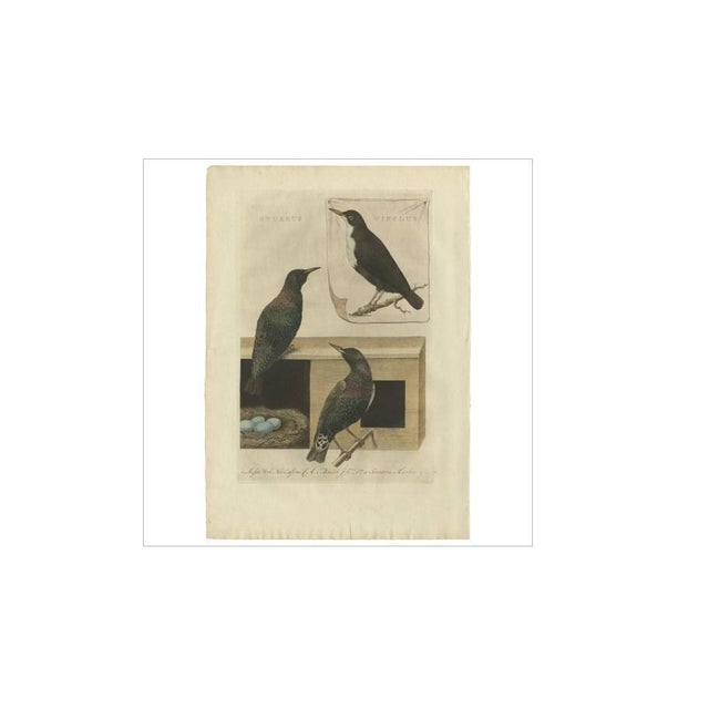 Antique print titled 'sturnus, cinclus'. This print depicts two starlings (sturnus) and the white-throated dipper. Sturnus...