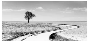 Sam Thomas, Quiet, Pigment Print, 2006