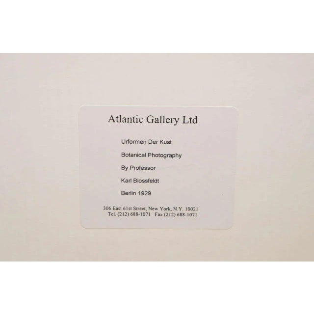 Original Botanical Photogravure After Karl Blossfeldt For Sale - Image 4 of 5