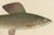 Title: Scandinavian Fishes: Grayling and Whitefish in Exquisite Lithographic Detail : This captivating lithograph from the...