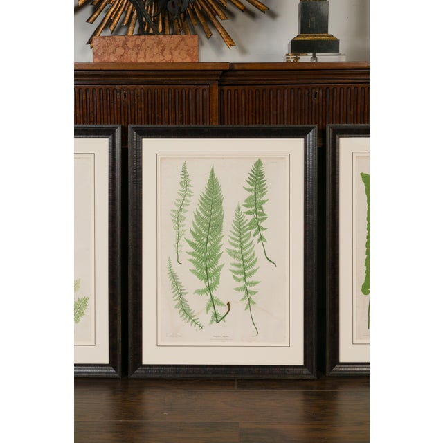 Green Set of Four 19th Century English Victorian Nature Printed Ferns in Black Frames For Sale - Image 8 of 12