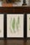 Green Set of Four 19th Century English Victorian Nature Printed Ferns in Black Frames For Sale - Image 8 of 12