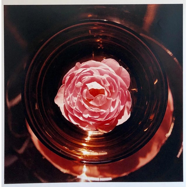 Peter C. Jones Botanical Still Life Color Photograph, 2005 For Sale In Miami - Image 6 of 6