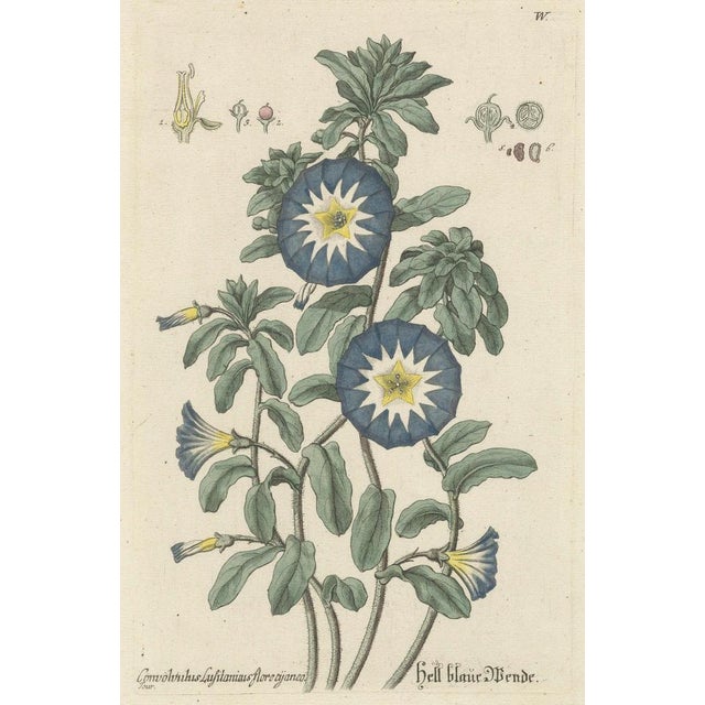 Blue Ehret, Botanical Engravings: Morning Glory and Virginian Honeysuckle, 1760, Paper For Sale - Image 8 of 11