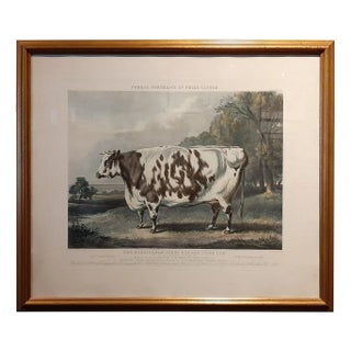 The Everingham Short Horned Prize Cow, 1843, Print, Framed For Sale
