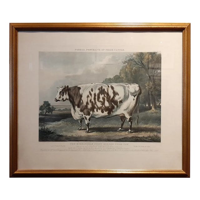 The Everingham Short Horned Prize Cow, 1843, Print, Framed For Sale