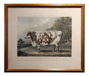 The Everingham Short Horned Prize Cow, 1843, Print, Framed