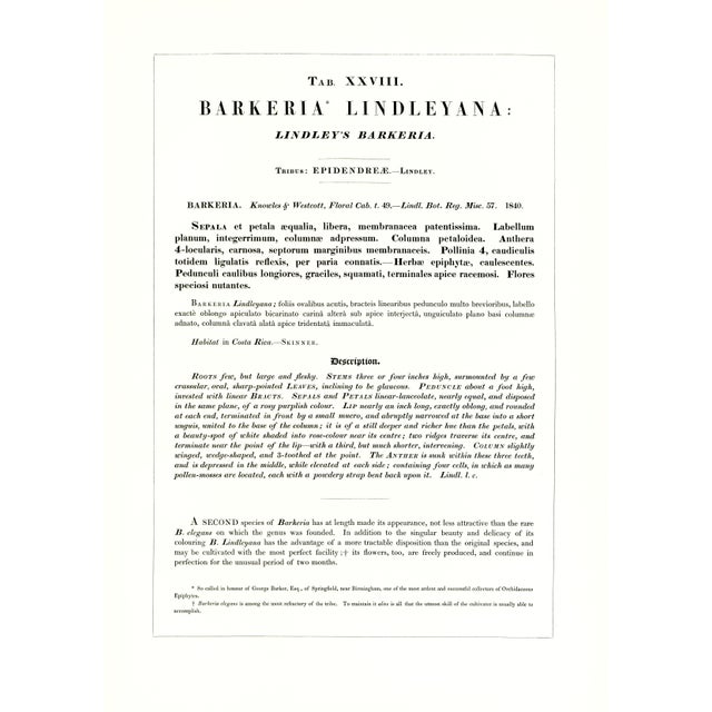 Large 1973 Orchid Flower Lithograph "Barkeria Lindleyana" (Lindley's Barkeria) After James Bateman For Sale - Image 4 of 7
