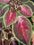 Carl-Axel Acking Carl H. Berberich, Coleus Plant Still Life, Oil Painting on Canvas For Sale - Image 4 of 11