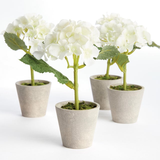 This set of 4 adorable mini hydrangeas come in their own tiny concrete pots. The signature delicateWhite petals are...