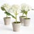 This set of 4 adorable mini hydrangeas come in their own tiny concrete pots. The signature delicateWhite petals are...