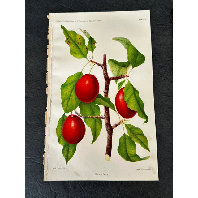 Victorian Antique Botanical Art Prints Set of 3 For Sale - Image 3 of 10