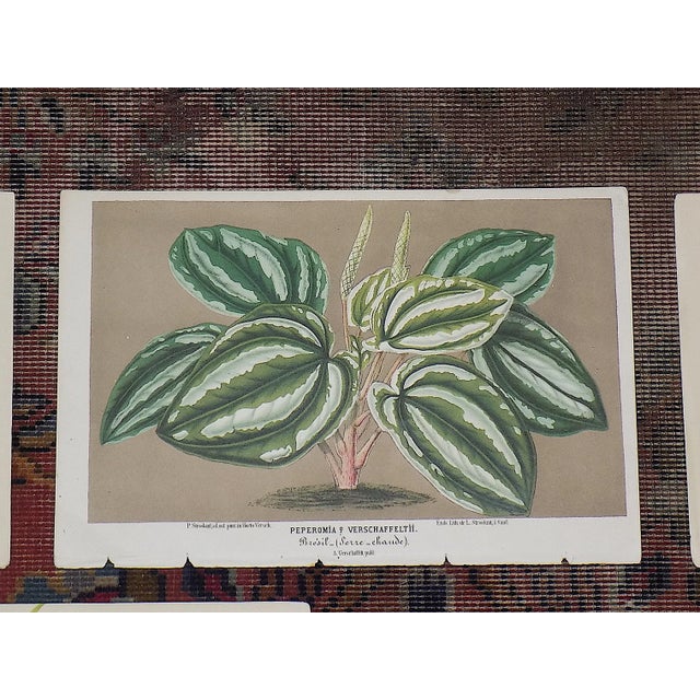 Realism Antique Botanical Lithographs - Ornamental Leaves - Set of 7 For Sale - Image 3 of 9