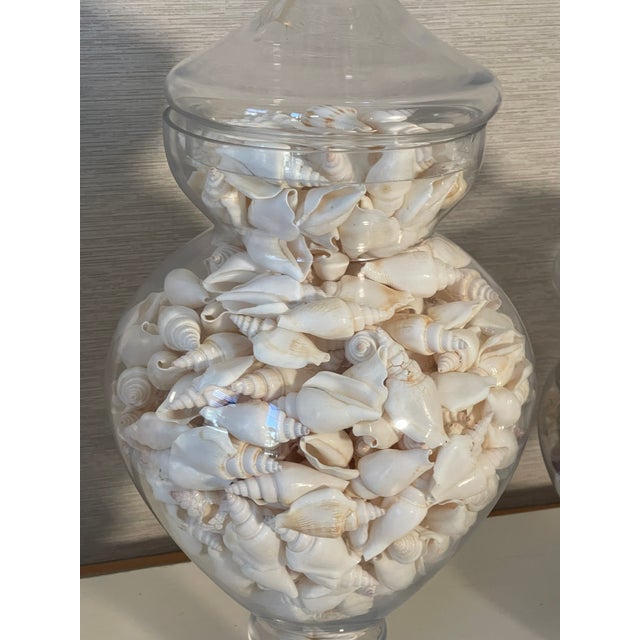 Vintage Large Glass Jars With Sea Shells For Sale - Image 10 of 12