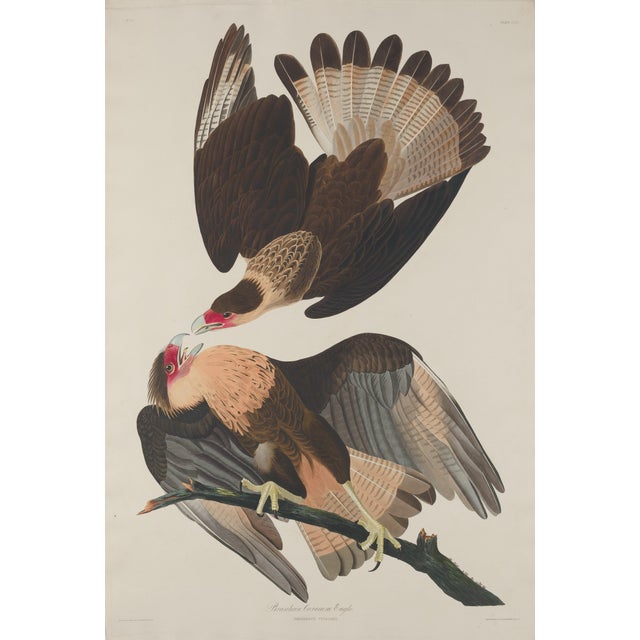 Collection of 4 Vintage 1966 John James Audubon Double-Sided Reproduction Prints — Eagle, Falcon, Dove, Swift, Finch,...